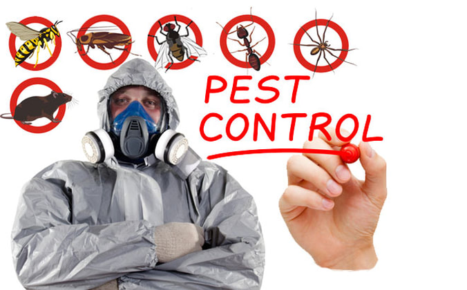 pest control expert